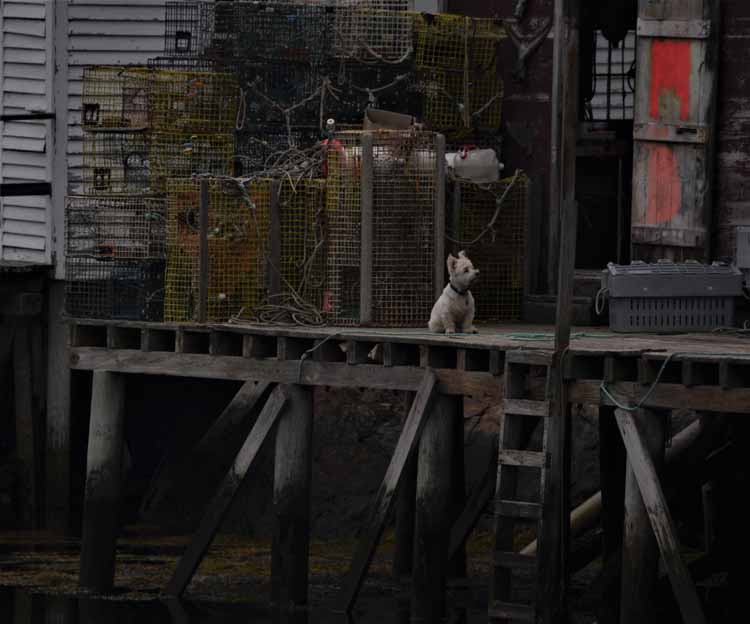 dog on dock